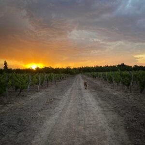 finca en venta en Bowen Mendoza General Alvear
