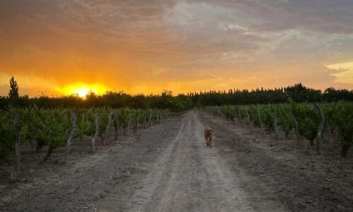 finca en venta en Bowen Mendoza General Alvear