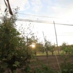 Finca en producción en Bowen