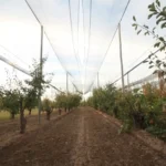 Finca en producción en Bowen