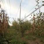Finca en producción en Bowen