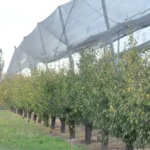 Finca en producción en Bowen