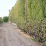 Finca Achetoni en Bowen