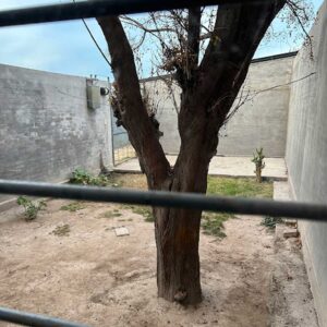 Patio interno con árbol, dúplex en alquiler en General Alvear